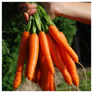 Bolero_Vilmorin_Carrot_Seeds_1